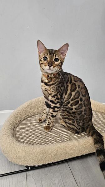 Продам чистокровную бенгальскую кошку