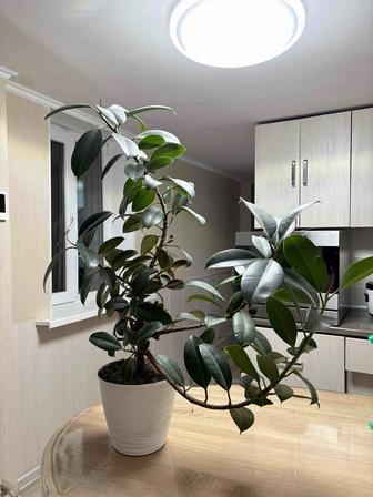 Комнатные растения - фикус