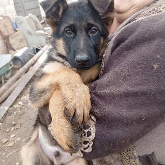 Продается щенок немецкой овчарки