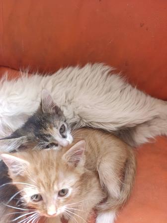 Котята