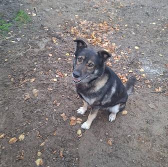 Отдам собаку