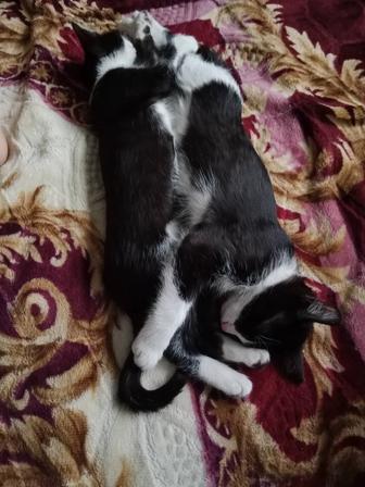 кошки