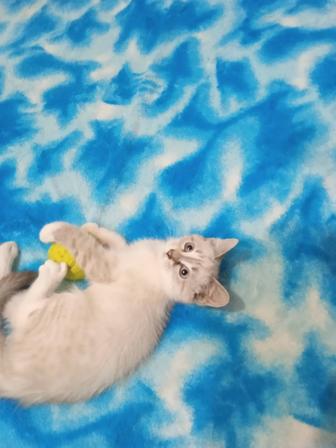 Отдам кошечку