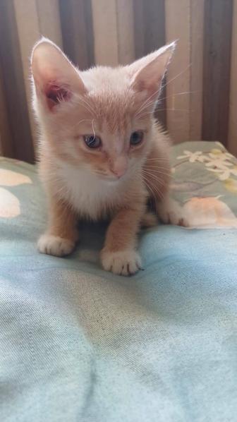 Отдам котенка