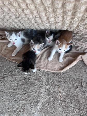 Отдам котят бесплатно