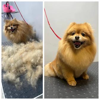 Груминг для собак и кошек