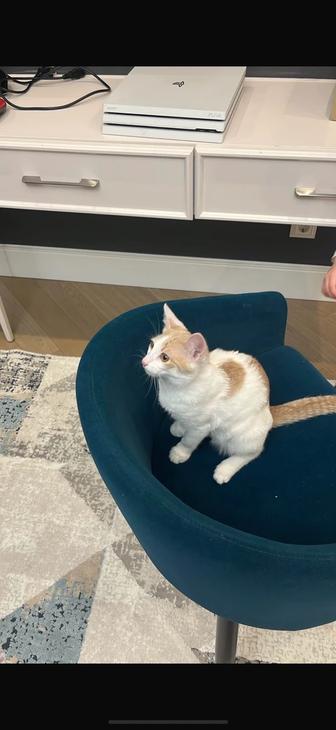 Отдам в хорошие руки кошку