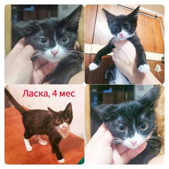 Котята 3-5 мес.