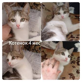 Котята 3-5 мес.