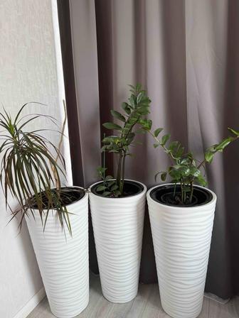 Продам комнатные цветы