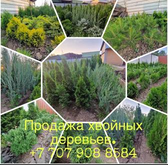 Озеленение свой двор