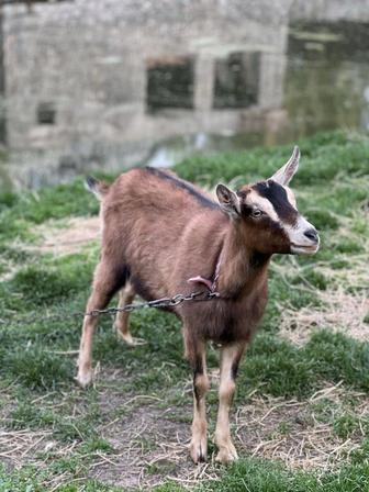 Продам двух коз