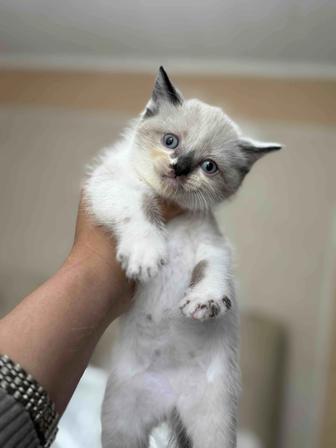 Британские котята