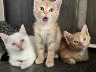 Отдам котят в добрые руки