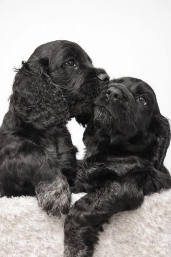 Продам щенят Английского Кокер спаниеля