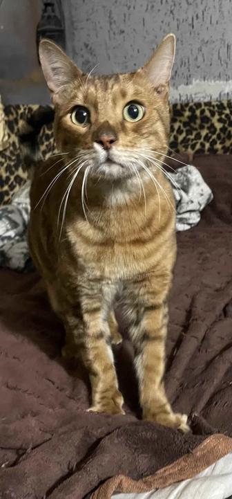 Найдена бенгальская кошечка