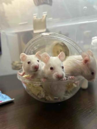 Сирийские хомяки