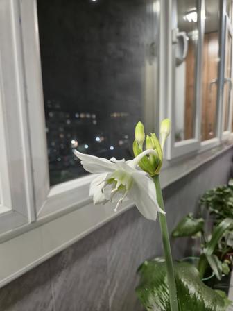 Эухарис в высоком кашпо