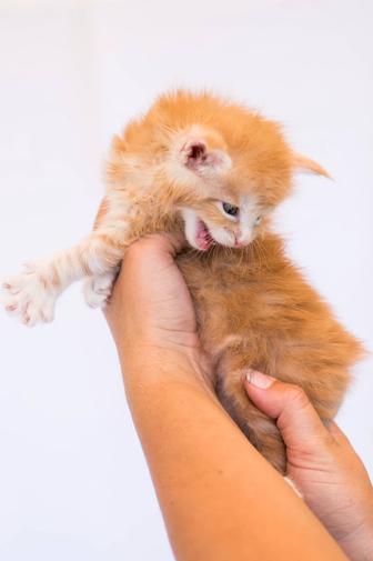 Чудесные котята Мейн Кун готовы к брони