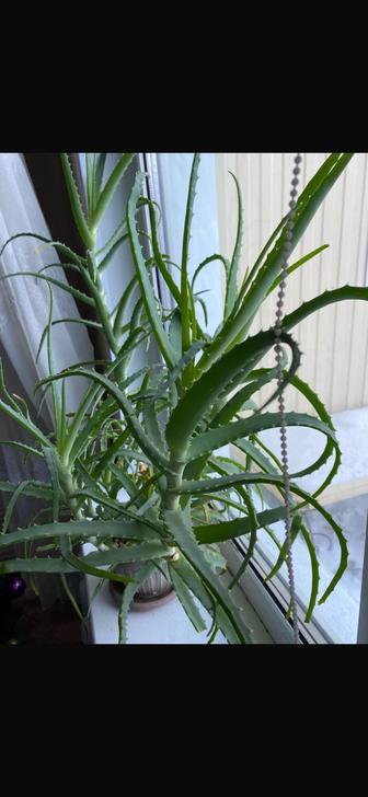 Алоэ лечебный