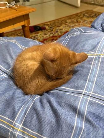 Котенок мальчик