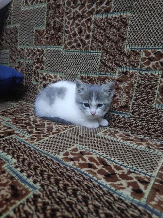 Ласковый котенок бесплатно