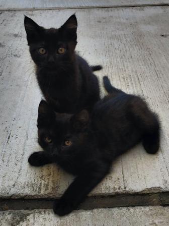 Отдам котят в добрые руки