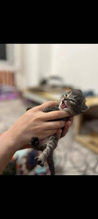 Отдам кошку с котятами в добрые руки