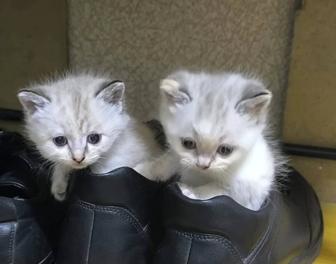 Отдам котят смешанной породы в добрые руки.