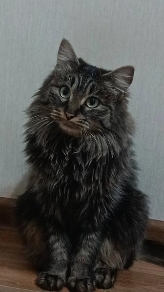 Отдам кошечку в хорошие заботливые руки