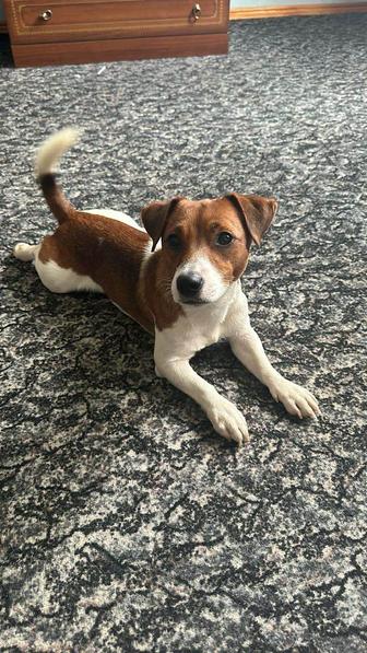 Национальная Кинологическая Ассоциация