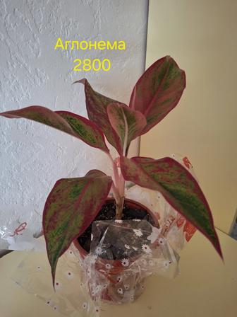 Комнатные растения домашние