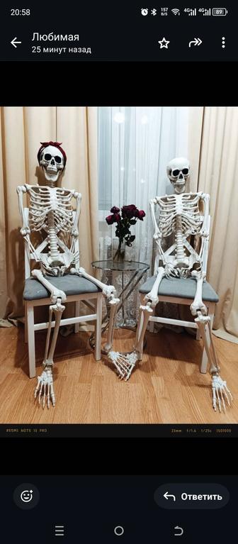 Скелет человека 170