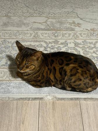 Продается кот бенгал