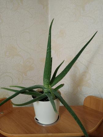 Алоэ вера