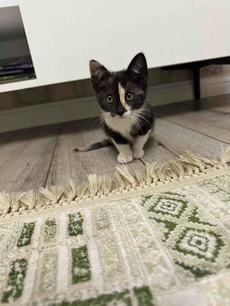 Котенок в добрые руки бесплатно