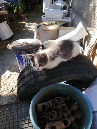 кошки