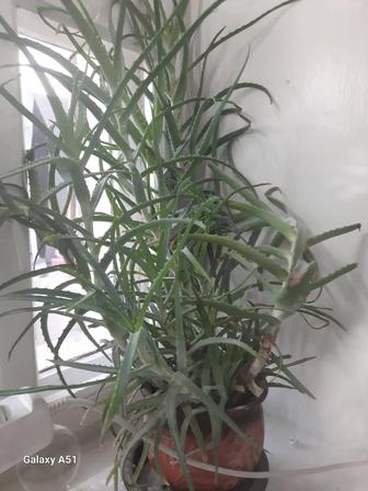 Продам алоэ. Возраст 4 года.