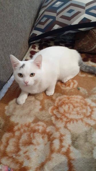 Отдам кота