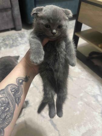 Продам котят британцев