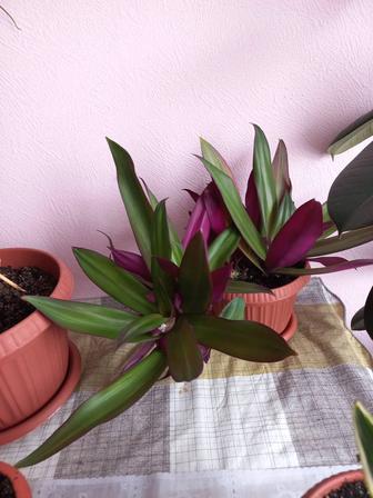 Продам цветы