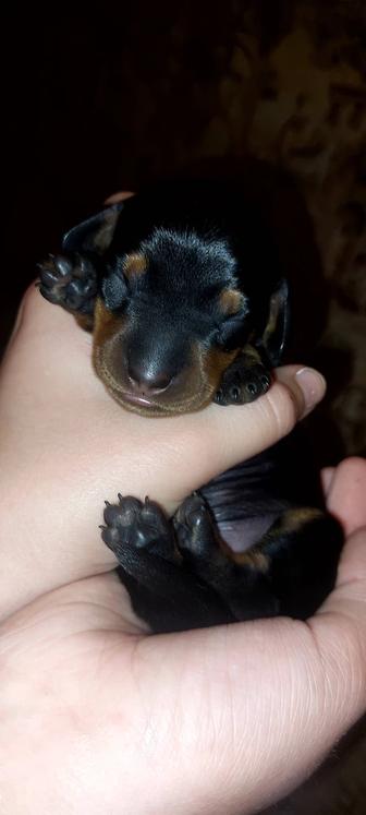 Продаю чистокровных щенков породы такса