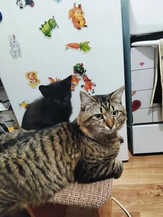 Отдам даром котят