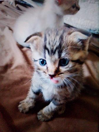 Кошки