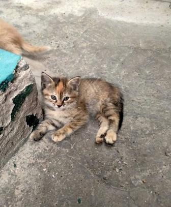 отдам в добрые ручки малышку-2мес