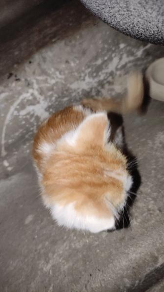 Отдам котенка мальчика