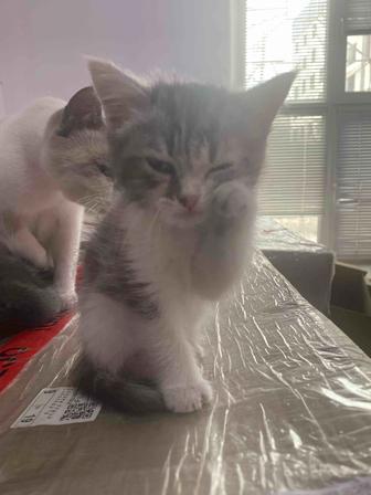Котята на пристройство