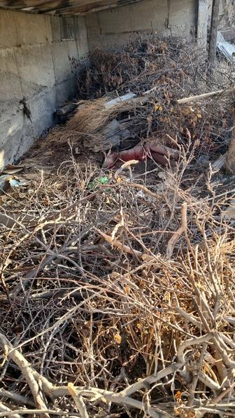 Дрова бесплатно