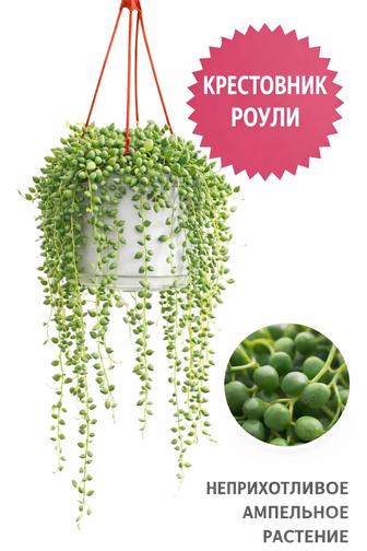 Комнатные растения Алматы