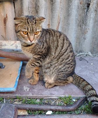 Вислоухий котик ищет ответственных котородителей